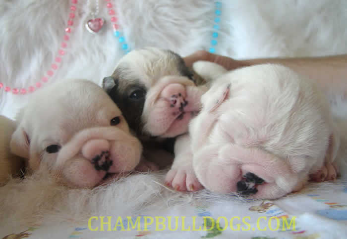 Champion sired english bulldog puppies